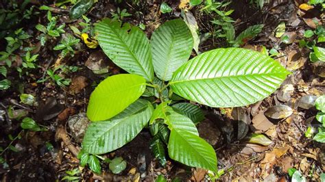 Apitong