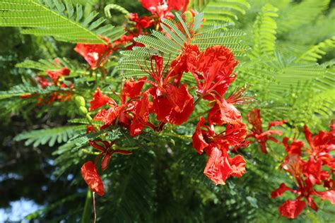 Fire Tree